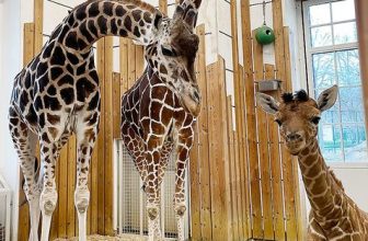 Cheap Vienna Attractions in 2022￼