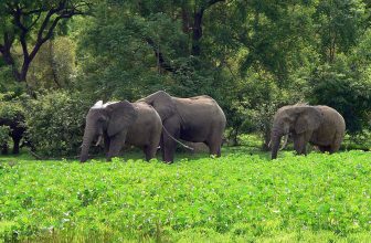Mole National Park in Ghana