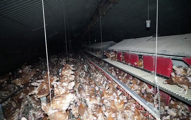 Secretly filmed footage shows 'appalling' conditions inside farms supplying 'free range' eggs to Sainsbury's - as RSPCA strips three of their 'assured' status